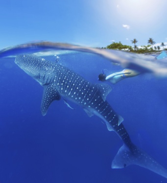 Woman snorkeling with whale shark