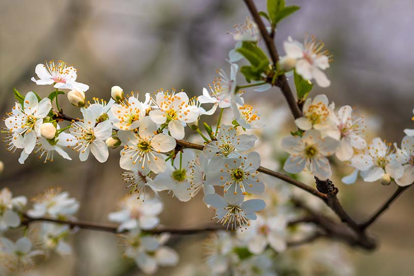 Navigating the Emotional Shift of Spring